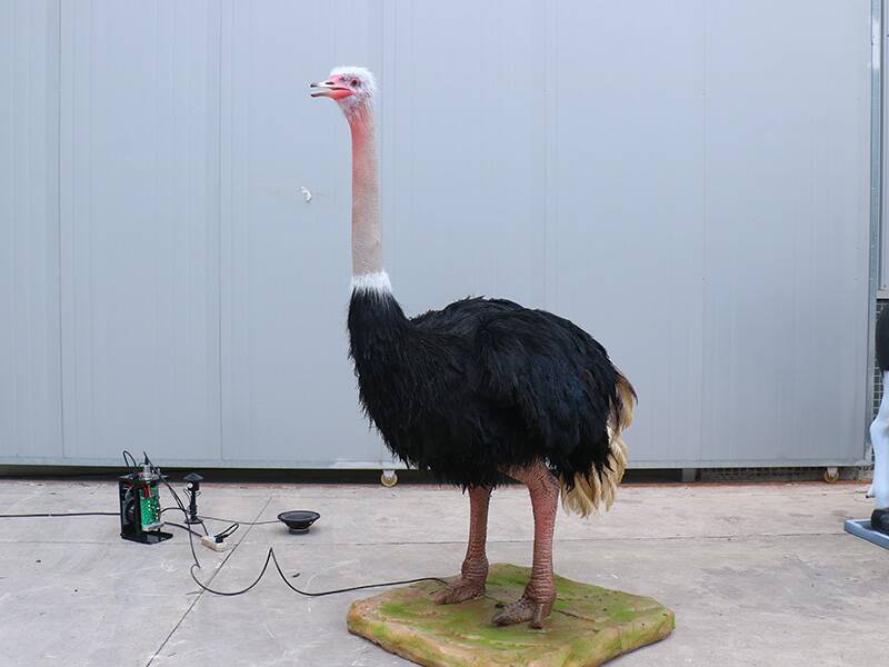 ostrich