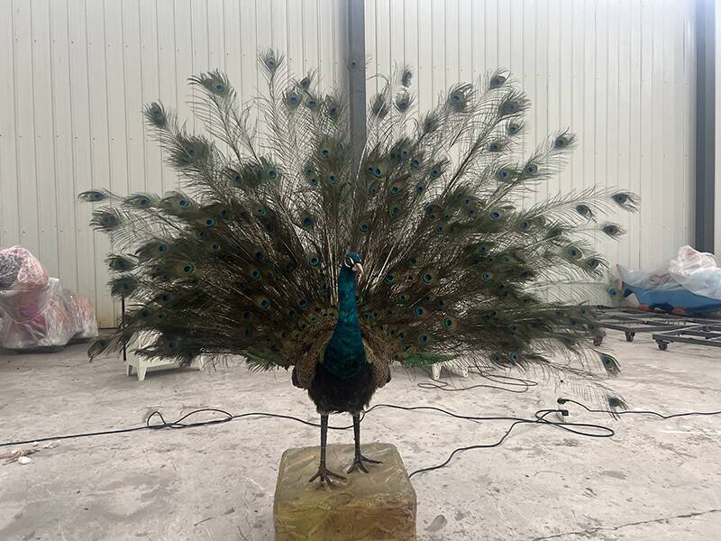 peacock