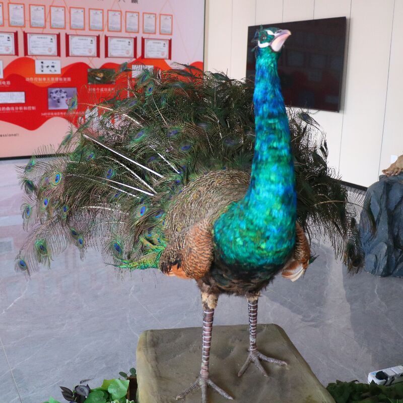 peacock