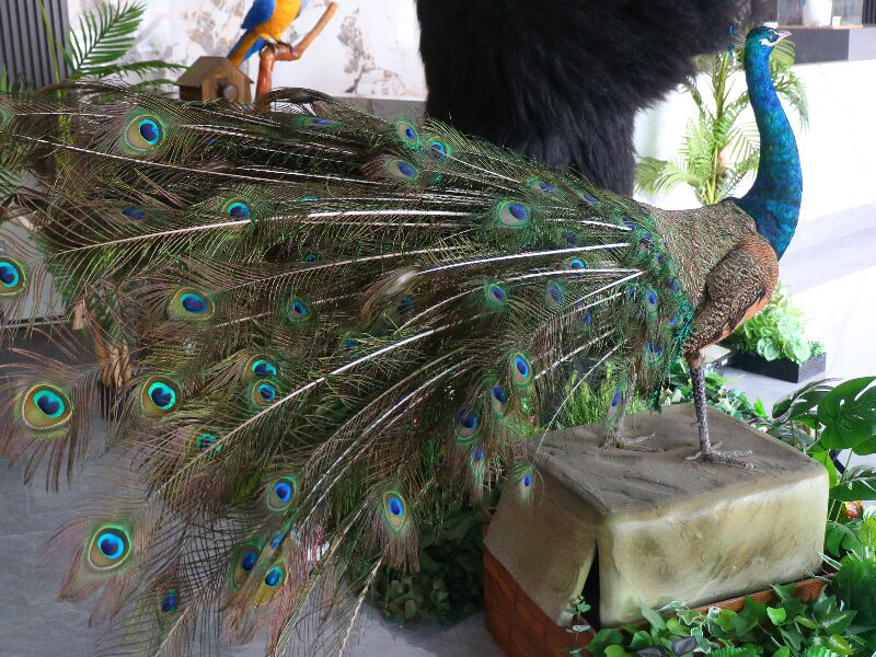 peacock