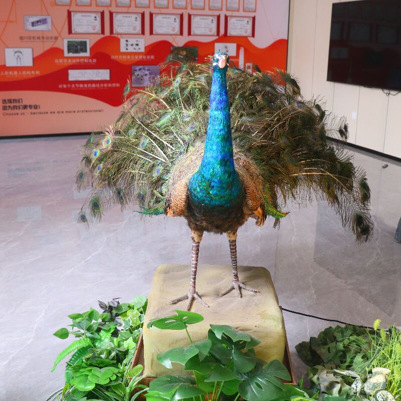 peacock