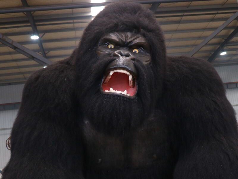 chimpanzee